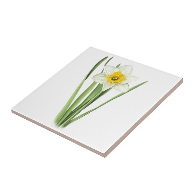 Carreau Daffodique (Côté)