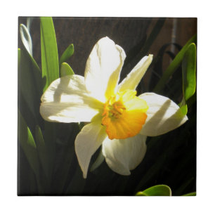 Carreau Daffodique à Daybreak Tile