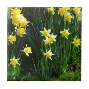Carreau Daffodiques de printemps