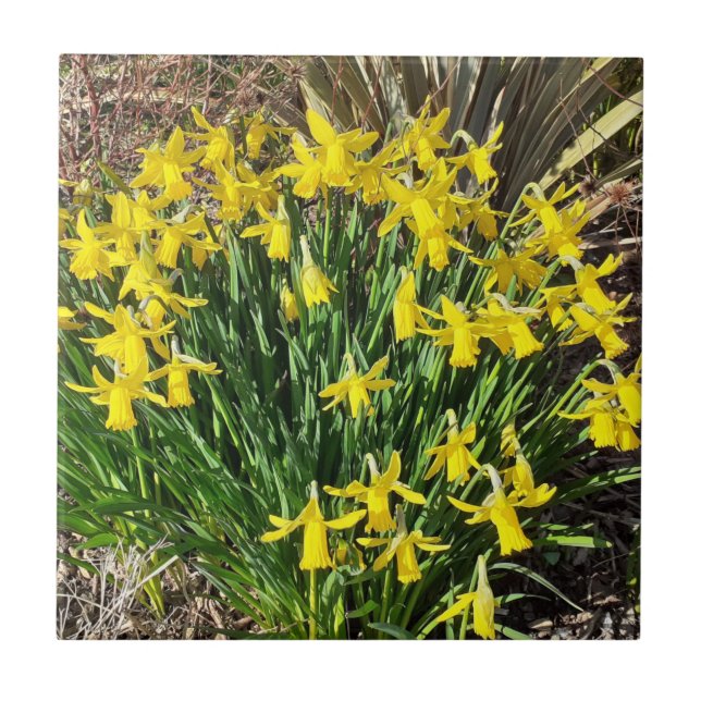 Carreau Daffodiques jaunes de printemps Carrelage en céram (Devant)