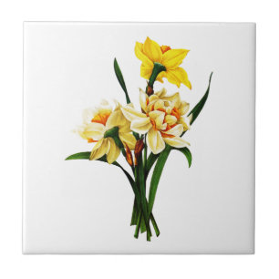 Carreau Daffodiques ou Narcisse Par Pierre Joseph Redoute