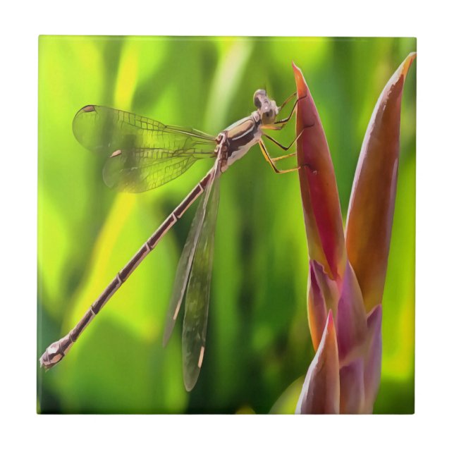 Carreau Damselfly Balancé Sur Une Tête De Fleur (Devant)