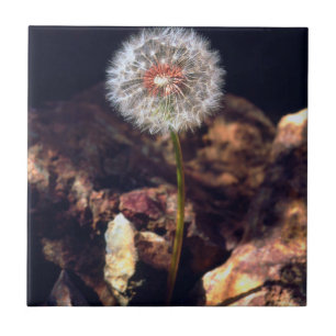 Carreau Dandelion