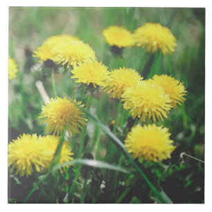 Carreau Dandelion Fleurs Dandelions Jaune Vert