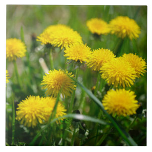 Carreau Dandelion Fleurs Dandelions Jaune Vert