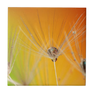 Carreau Dandelion Fleurs Destiny Peace Love Art