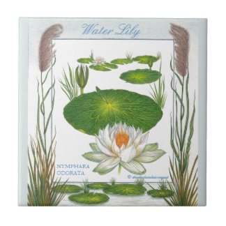 Carreau Dans la tuile de nénuphar de ~ de jardin