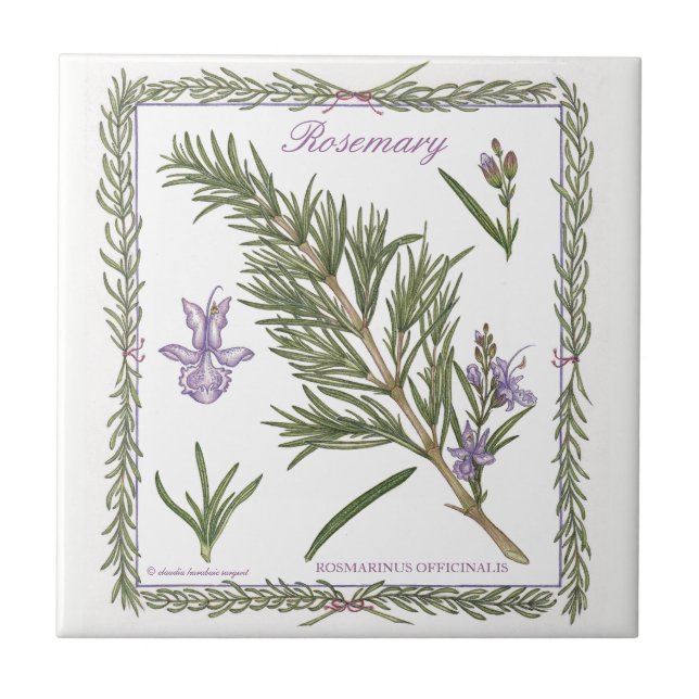 Carreau Dans la tuile de Rosemary de ~ de jardin (Devant)