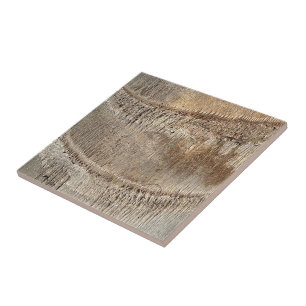 Carreau Date Palm Tree Trunk Texture Fermer Photo Image