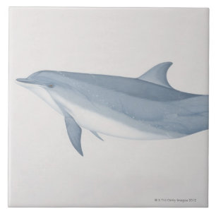 Carreau Dauphin de Bottlenose