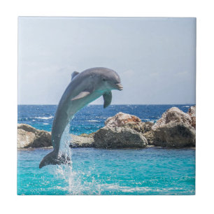 Carreau Dauphin de Bottlenose