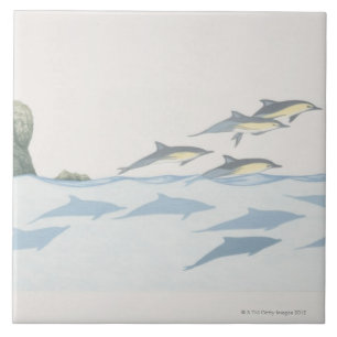 Carreau Dauphins communs