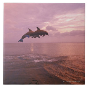 Carreau Dauphins de Bottlenosed sautant au coucher du