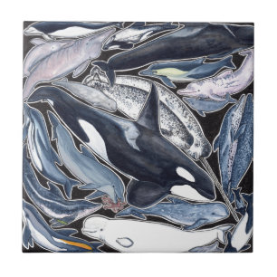 Carreau Dauphins, orques, belugas et narvales