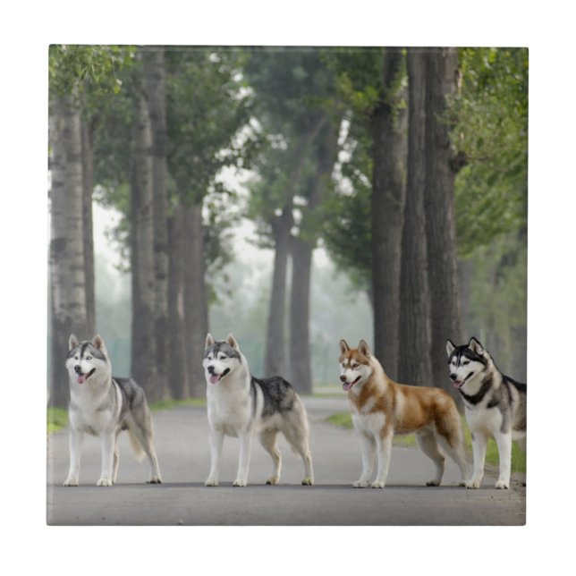 Carreau De beaux chiens Husky sur un sentier naturel (Devant)