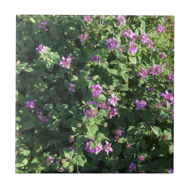 Carreau de céramique (4,25" x 4,25") (Devant)