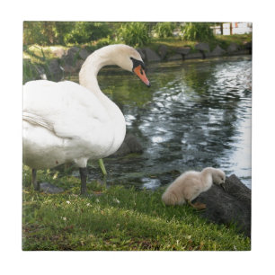 Carreau de céramique cygne et cygnet