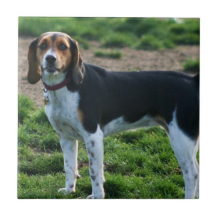 Carreau de céramique de beagle