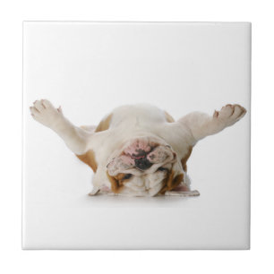 Carreau de céramique de bouledogue anglais