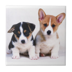 Carreau de céramique de chiots de corgi