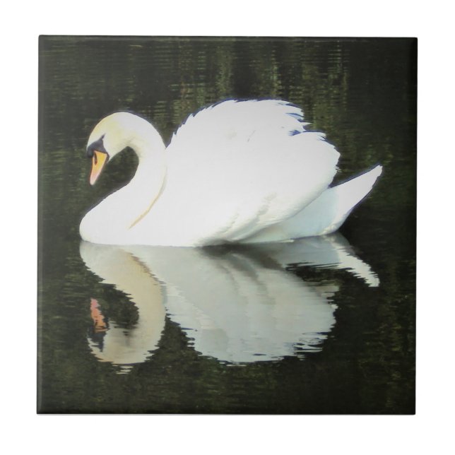Carreau de céramique de cygne majestueux blanc (Devant)