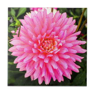 Carreau de céramique de dahlia rose