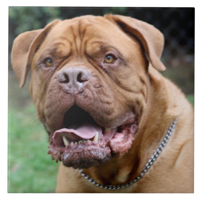 Carreau de céramique de Dogue de bordeaux (Devant)
