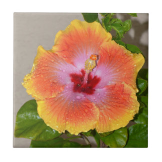 Carreau de céramique de fleur colorée de ketmie