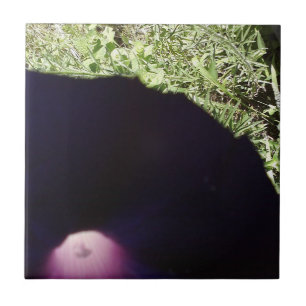 Carreau de céramique de photo florale