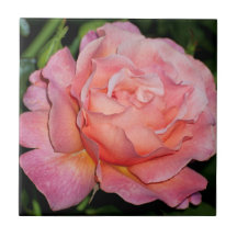 Carreau de céramique de rose de l'anglais