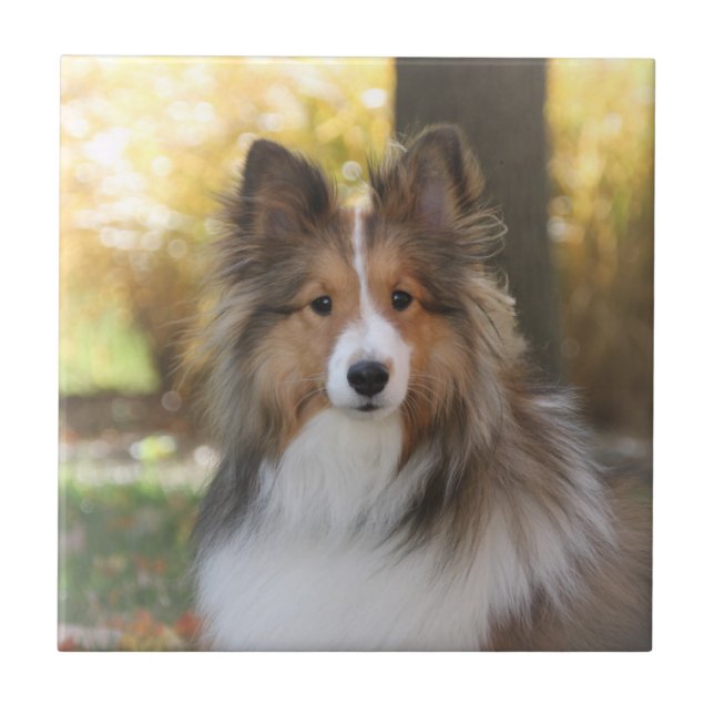 Carreau de céramique de Sheltie (Devant)