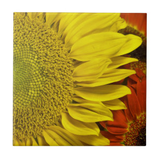 Carreau de céramique de tournesol