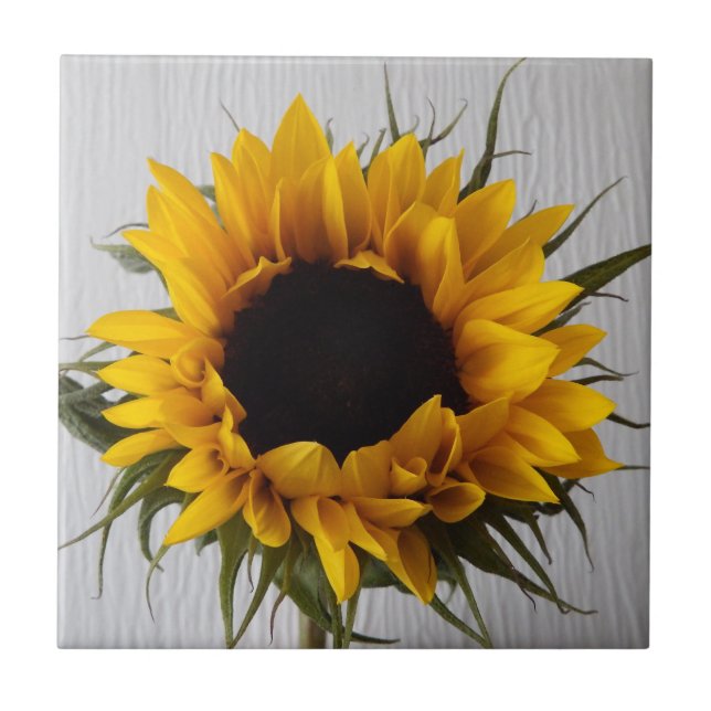 Carreau de céramique de tournesol (Devant)