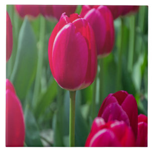 Carreau de céramique de tulipes