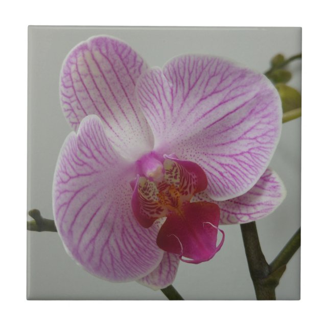 Carreau de céramique d'orchidée (Devant)