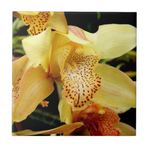 Carreau de céramique d'orchidée jaune pâle de