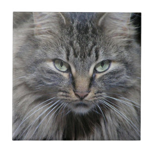 Carreau de céramique gardé de chat de Kitty de