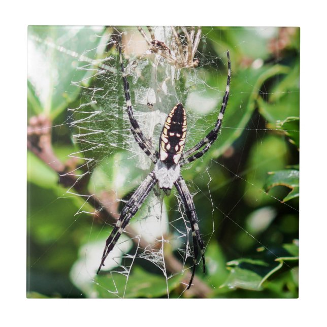 Carreau de céramique noir et jaune d'araignée de (Devant)