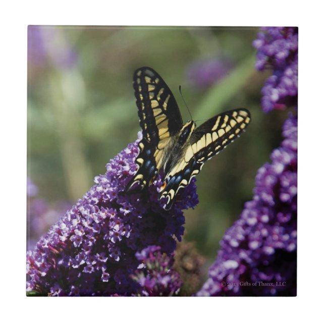 Carreau de céramique - papillon sur les fleurs (Devant)