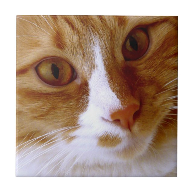 Carreau de chat en gros plan (Devant)