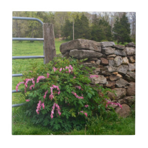 Carreau de coeur saignant