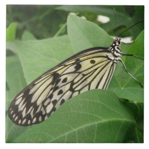 Carreau de macro Papier papillon