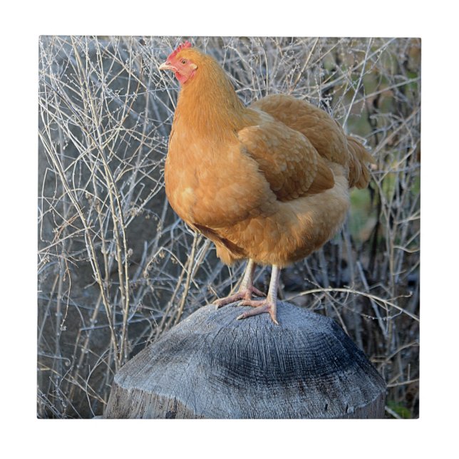 Carreau de poulet (Devant)