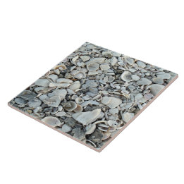 Carreau de rivage Coquilles côtières