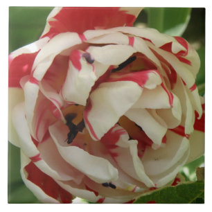 Carreau de tulipe rose et blanc