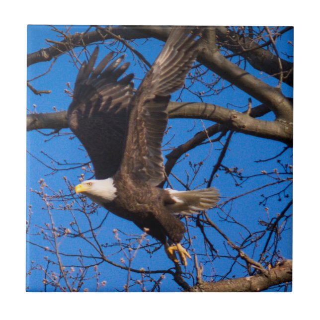 Carreau Décollage de l'aigle à tête blanche (Devant)