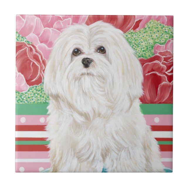 Carreau Della Rose Maltese (Devant)