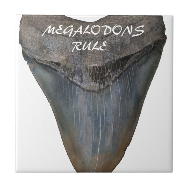 Carreau Dent de requin de Megalodon (Devant)