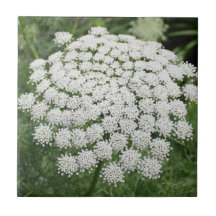 Dentelle de la reine Anne, Fleur sauvage blanche