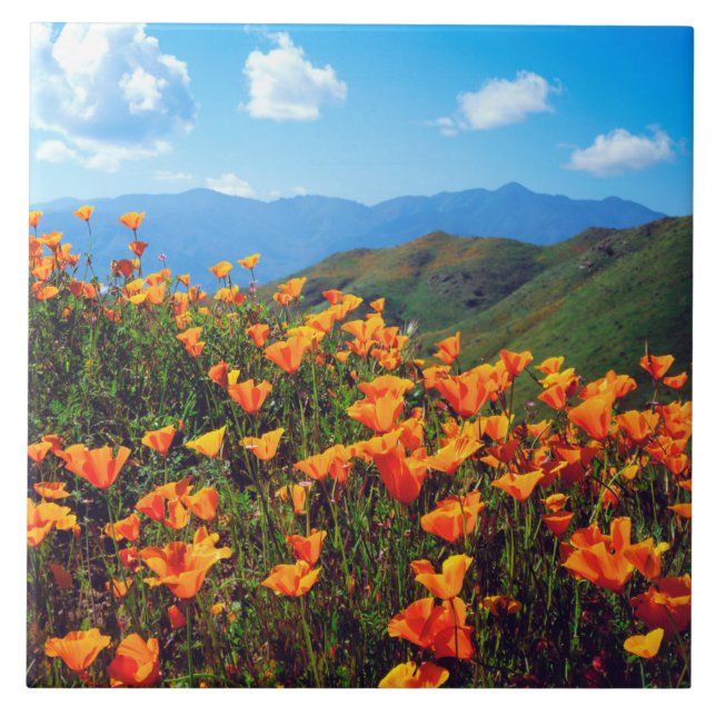 Carreau Des pavots de Californie recouvrent une colline (Devant)